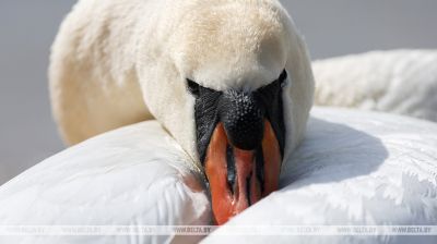  Snow-white swans in the Drozdy Reservoir
 
  
  