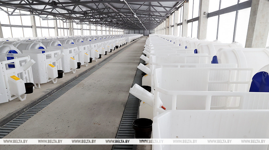 Vetka District gets new 1,000-cow farm