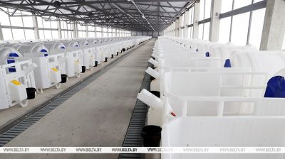 Vetka District gets new 1,000-cow farm