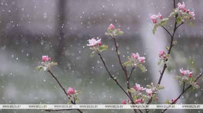 Wet snow descends on Grodno and Brest
  
  