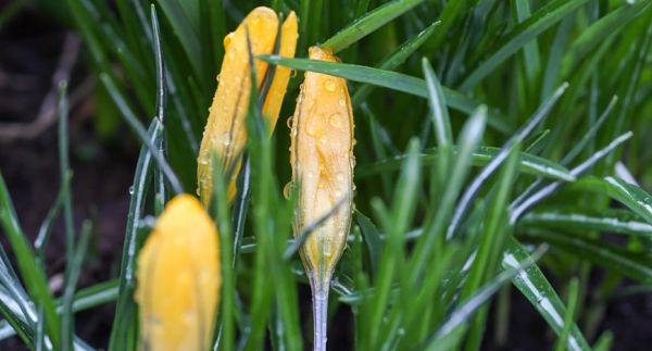 Morning dew 