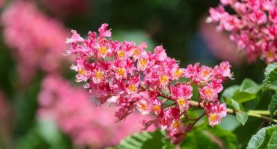 Red chestnut trees in bloom in Grodno