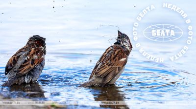 Two sparrows at a bath 