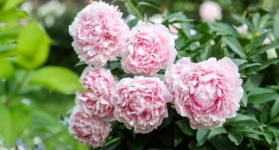 Peony season in Belarus 