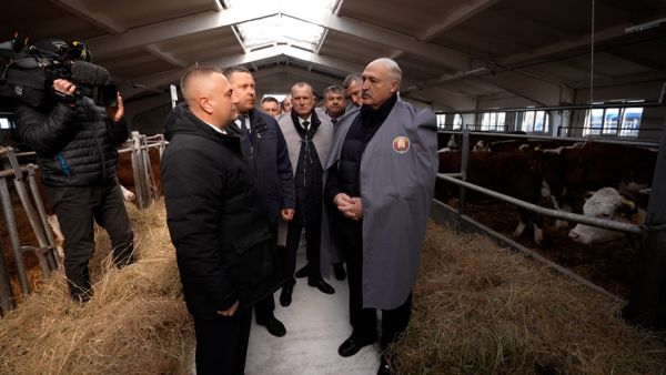 Belarus aims to double pedigree beef cattle population within five years